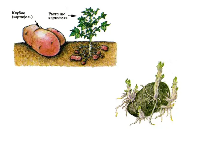 Какое размножение у картофеля