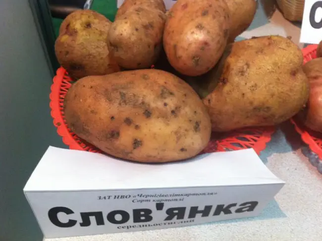Характеристика сорта картофеля Славянка