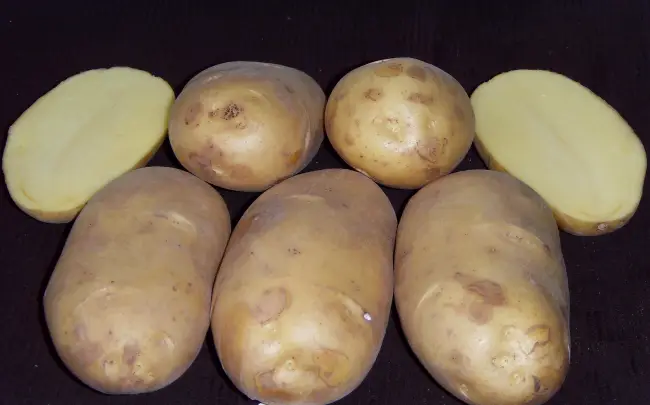 ТОП-13 среднеранних сортов картофеля с фото и описанием