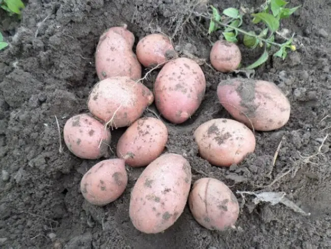 Уход за сортом картофеля Альвара