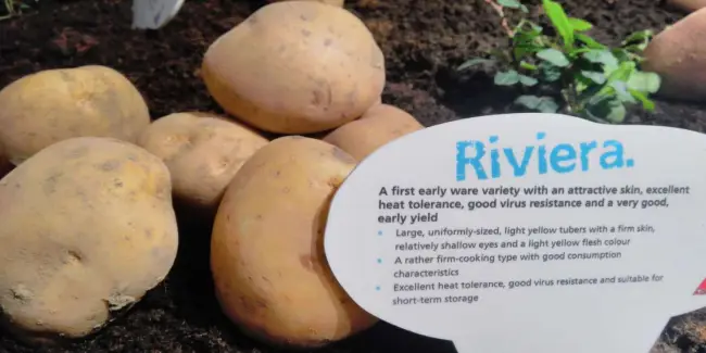 Описание сорта картофеля Ривьера