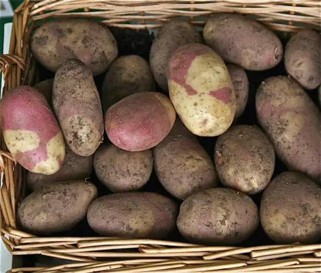 Характеристика, описание, урожайность, отзывы и фото сорта картофеля «Астерикс»