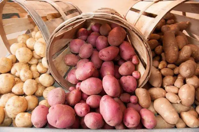 Характеристика картофеля Свитанок Киевский