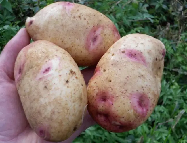 Посадка картошки на участке