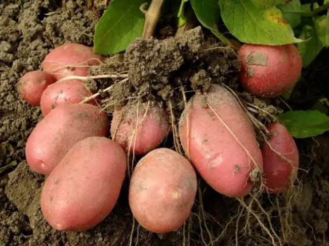 Характеристика картофеля Фаворит