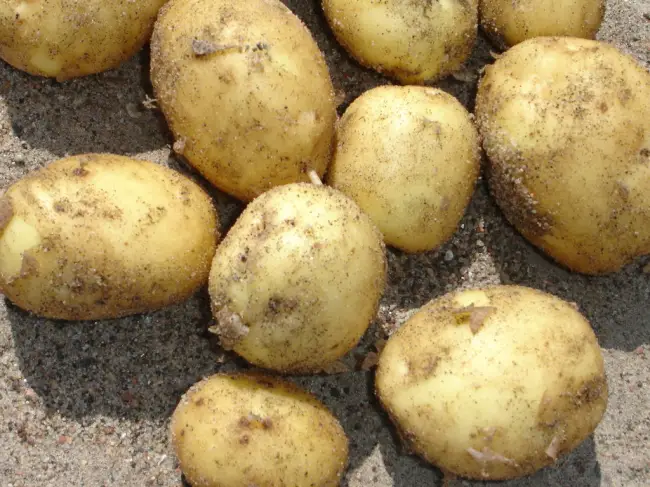 Подробное описание сорта картофеля Молли