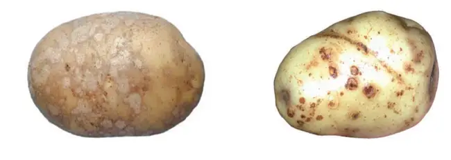 Устойчивые к парше сорта картофеля