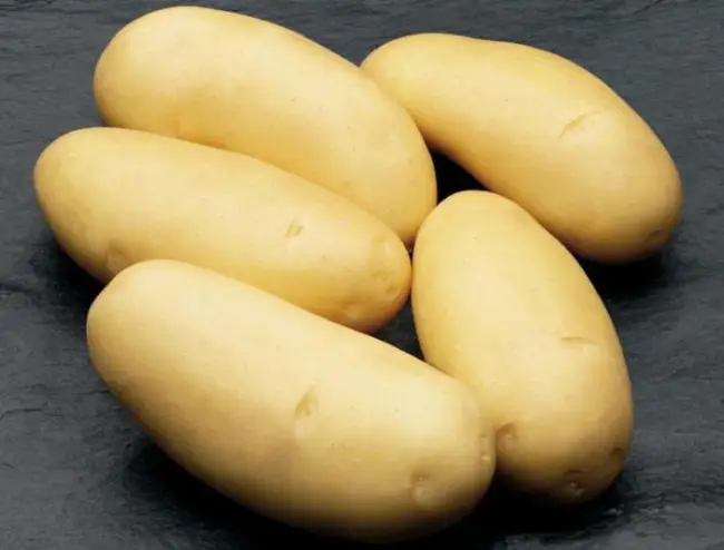 Посадка и выращивание сорта картофеля