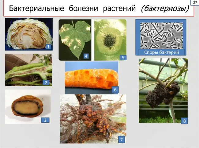 Прогноз. Профилактика