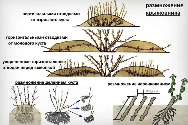 Вегетативное размножение крыжовника