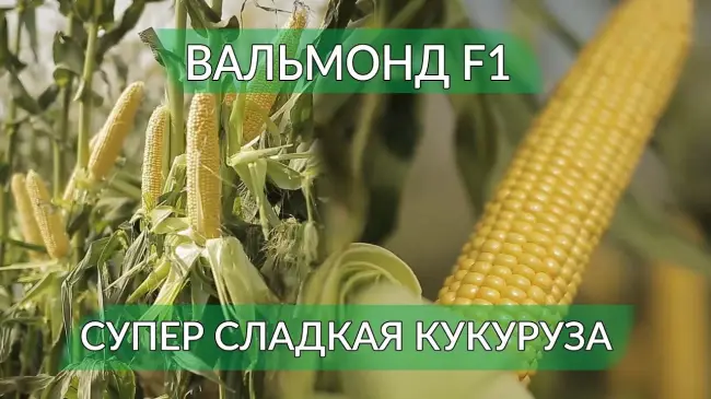 Уход за кукурузой