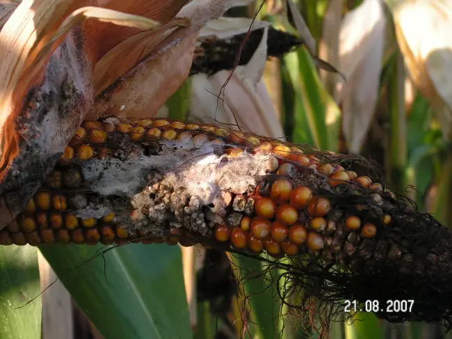 Болезни и вредители кукурузы, эффективные меры борьбы с ними и профилактика