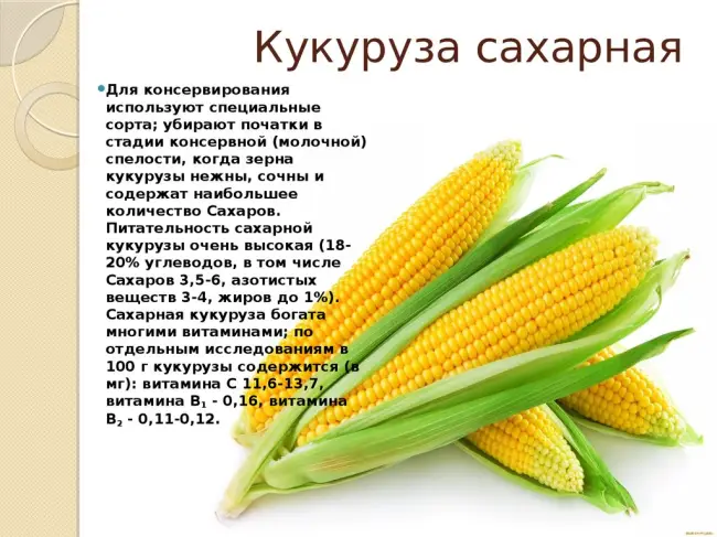 
Характеристика кукурузы ЕС Фарадей