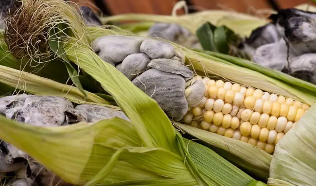 Болезни и вредители кукурузы