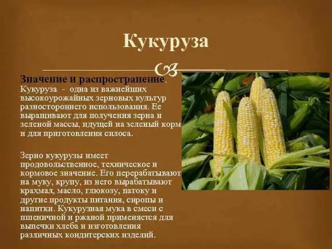 Кукуруза сахарная  описание культуры