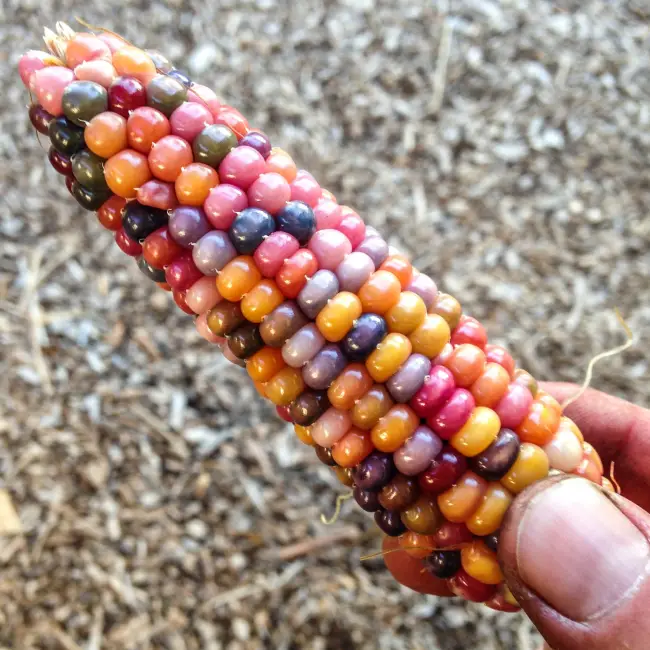 Описание сортов декоративной кукурузы