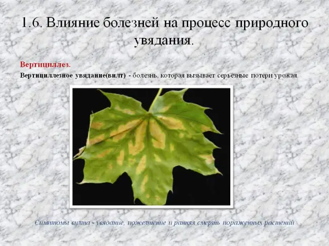 Заключение диссертации по теме «Защита растений», Говоров, Дмитрий Николаевич
