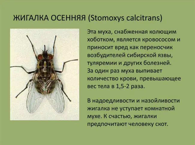 Чем опасна лилейная муха