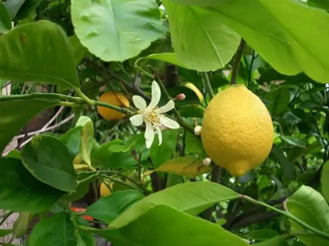 Причины появления болезней у домашнего лимона
