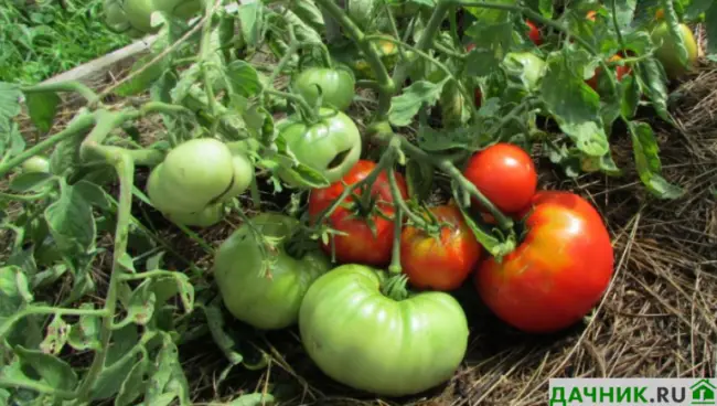 Описание сорта томатов черри Кира и их характеристика