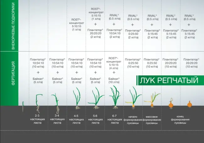 Размножение и подкормка