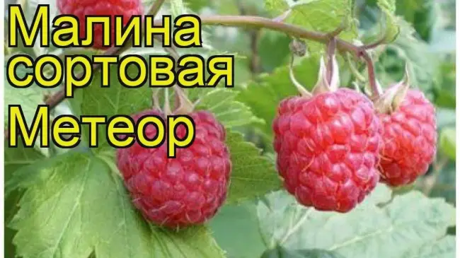 Сбор урожая и его хранение