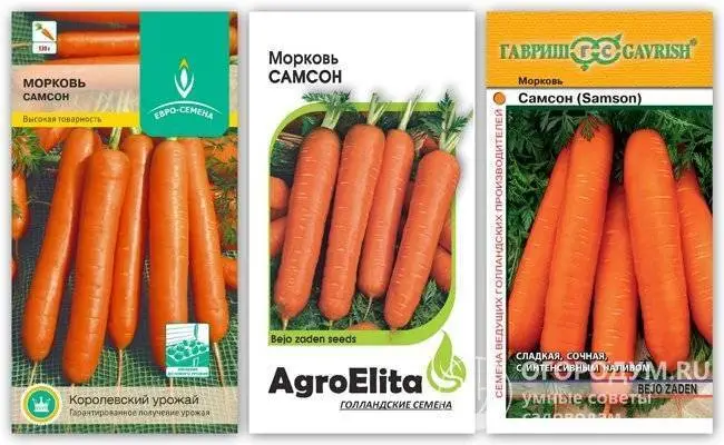 Описание сорта моркови Самсон— характеристики