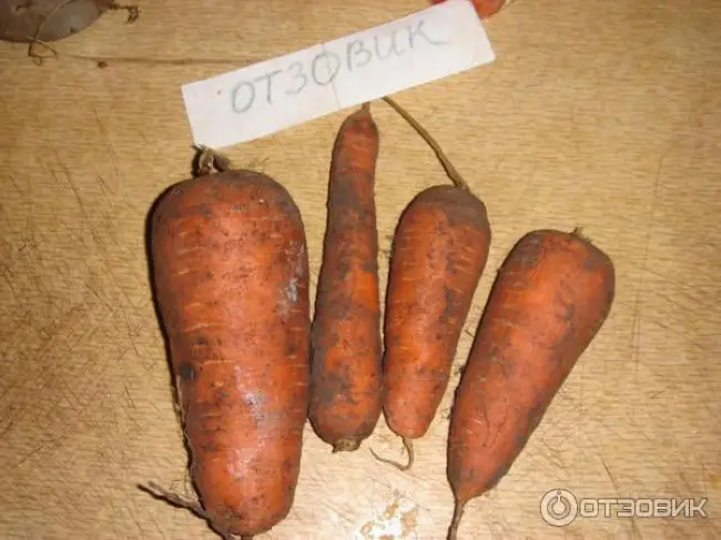 Отзывы о сорте моркови Витаминная 6