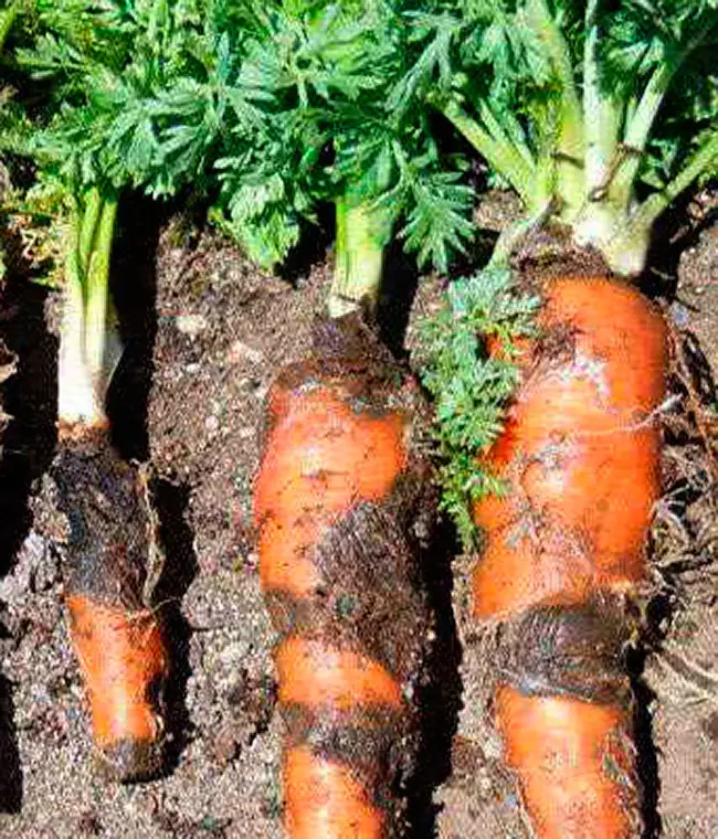 Причины появления гнилей на моркови: