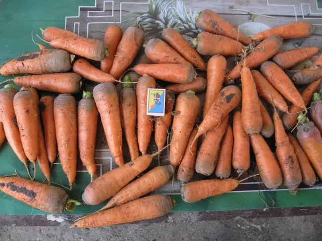 Посадка моркови Абако