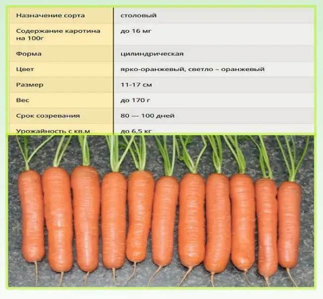 Описание моркови