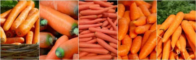 Отзывы огородников о моркови Берликум Роял