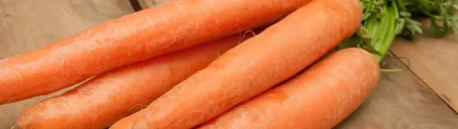 Морковь Наполи F1 — описание сорта, фото, отзывы, посадка и уход