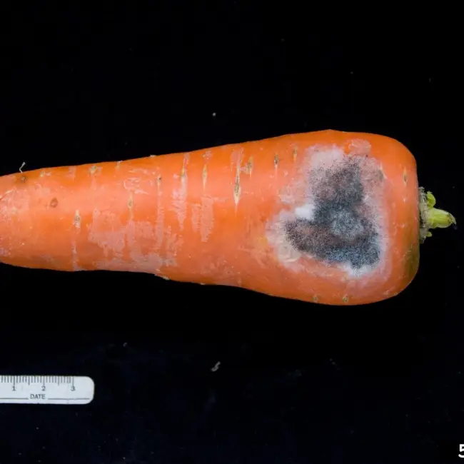 Причины появления гнилей на моркови: