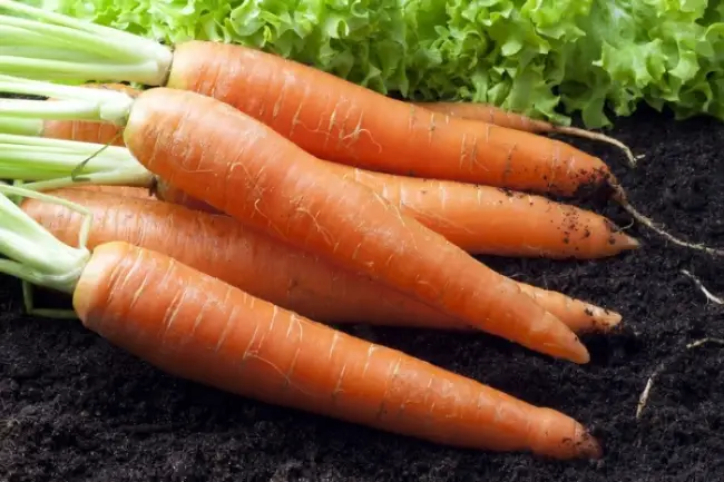 Характеристика и описание сорта моркови Королева осени