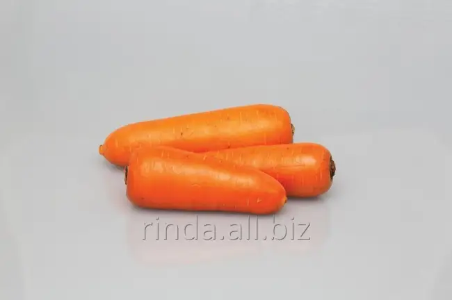 Морковь Майор Ф1 описание: