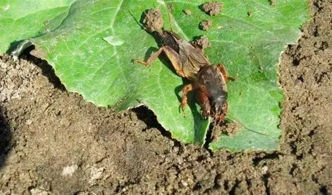 Причины появления в саду