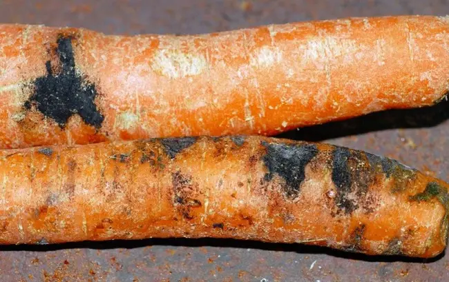 Причины болезней моркови