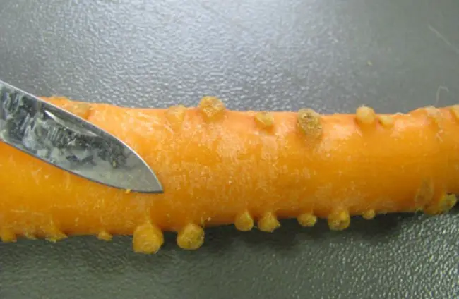 Причины, почему морковь после чистки чернеет
