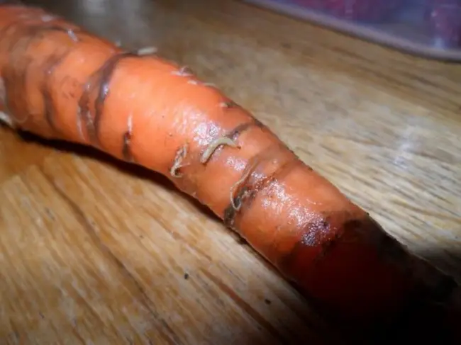 Болезни моркови на грядке, профилактика и средства защиты