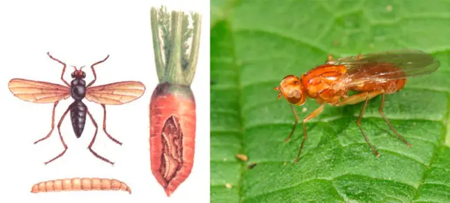 Как распознать появление морковной мухи