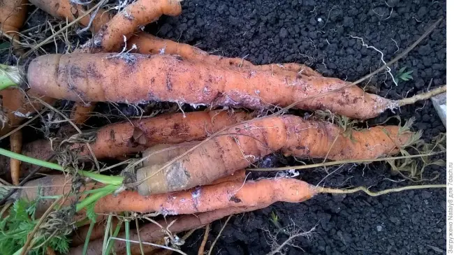 Причины пожелтения и засыхания ботвы моркови