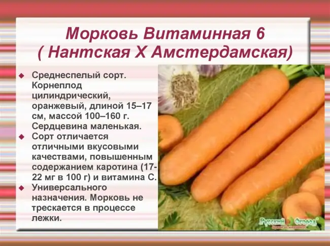 Морковь Морковь Зарядка, описание и характеристика сорта/гибрида