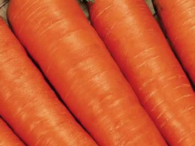 Отзывы о моркови Вита Лонга и Бангор