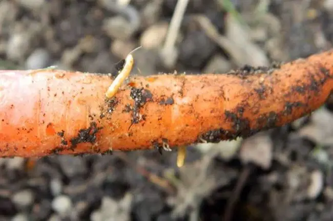 Причины появления вредителей на моркови
