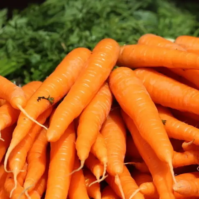 Описание фиолетовой моркови