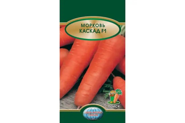 Описание гибрида моркови Каскад