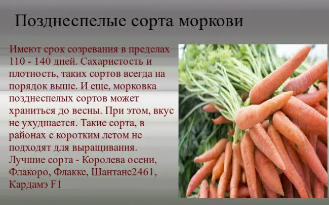 Морковь Вармия F1 описание сорта