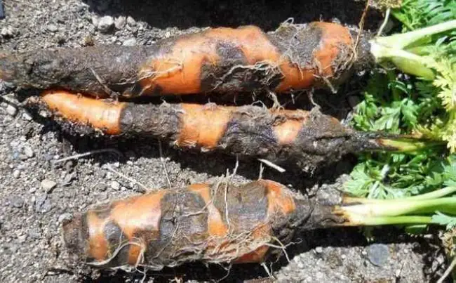 Профилактика болезней моркови