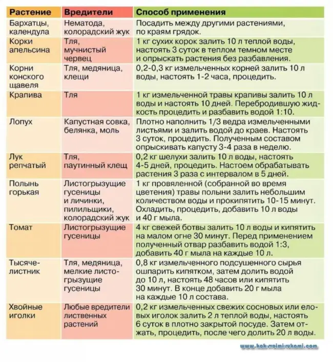 Профилактика от болезней и вредителей 